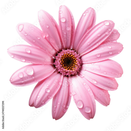 pink daisy with water drop isolated on transparent background
