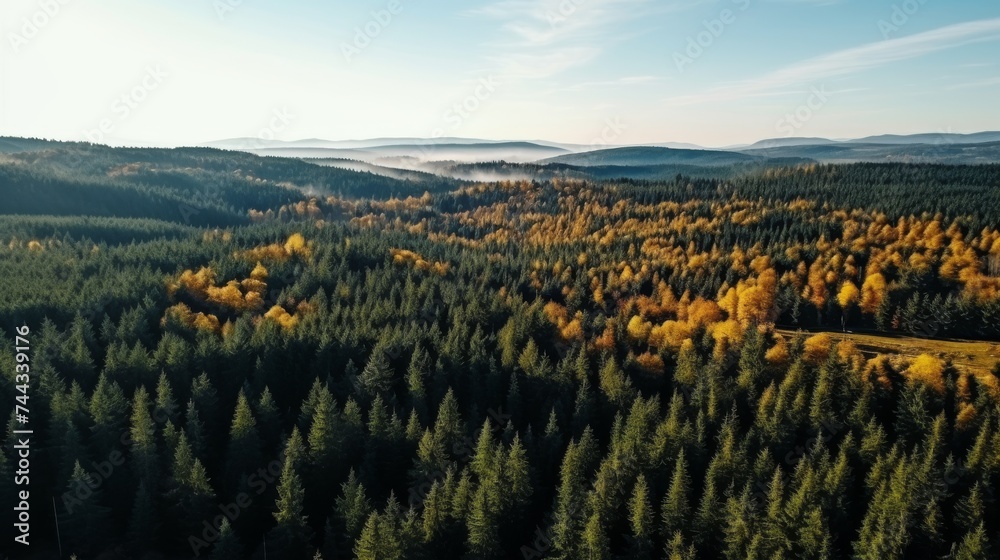  Coniferous forest in autumn day