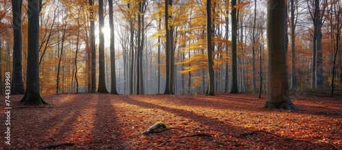 A vibrant forest in autumn, featuring a multitude of beech trees with leaves backlit by the sun, and a ground covered in a carpet of dry leaves.