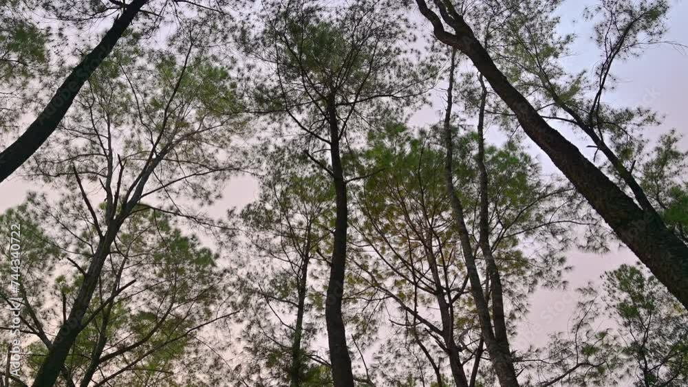 Pine tree tops with sky at Mae Taeng Pine Garden, Chiangmai. Pine tree tops with sky at Mae Taeng Pine Garden, Chiangmai.