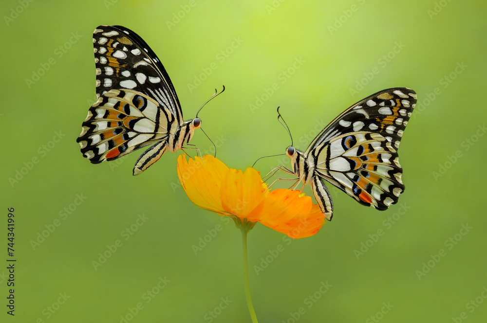 Obraz premium Two butterfly on flower