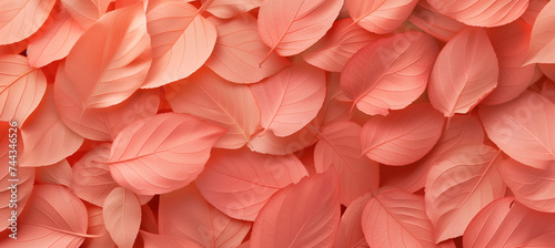 Trendy peach leaf texture - abstract background with apricot leaves