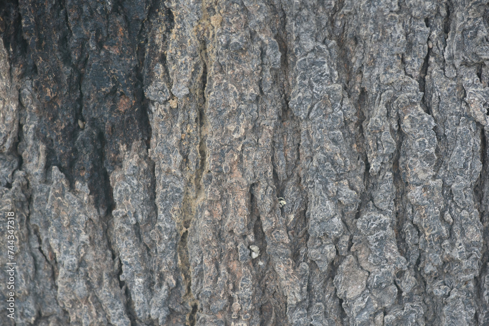 Old tree texture. Bark pattern, For background wood work, Bark of brown hardwood, thick bark hardwood, residential house wood. nature, tree, bark, hardwood, trunk, tree , tree trunk close up texture Old tree texture. Bark pattern, For background wood work, Bark of brown hardwood, thick bark hardwood, residential house wood. nature, tree, bark, hardwood, trunk, tree , tree trunk close up texture