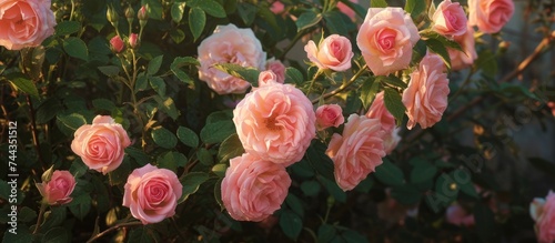 Beautiful pink roses blooming in a vibrant garden filled with nature's elegance and grace
