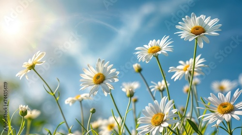 Daisies bloom in a sunny meadow  surrounded by lush green grass and under a clear blue sky  embodying the beauty of nature in spring or summer