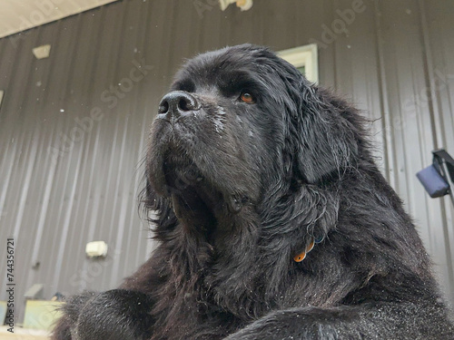 Close-up shot of a big, black, Newfoundland Dog resting and looking off in the distance on a patio on a rainy day