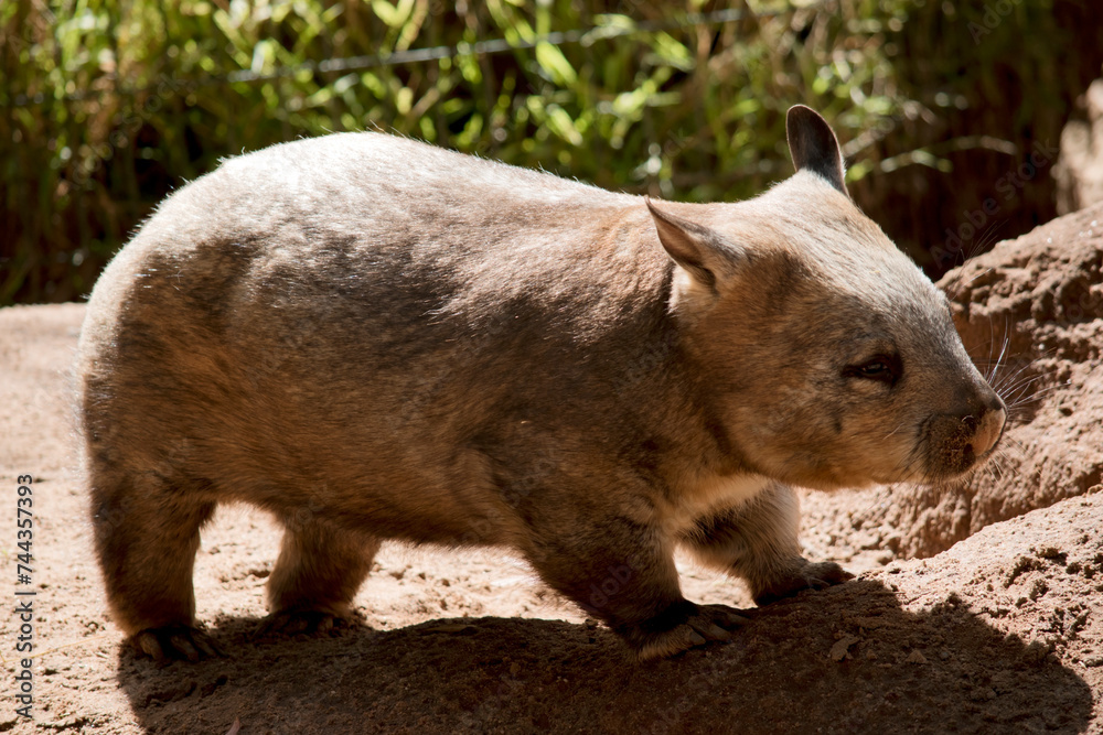 the hairy nosed wombat is enjoying the sun the hairy nosed wombat is enjoying the sun