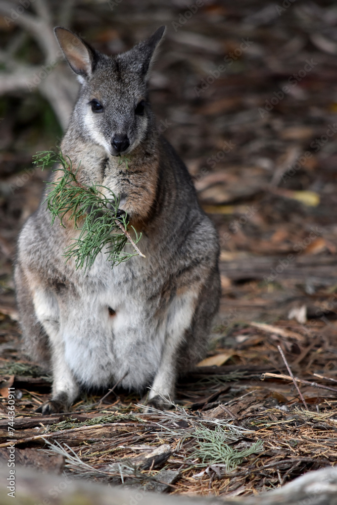 Obraz premium the tammar wallaby has dark greyish upperparts with a paler underside and rufous-coloured sides and limbs. The tammar wallaby has white stripes on its face.