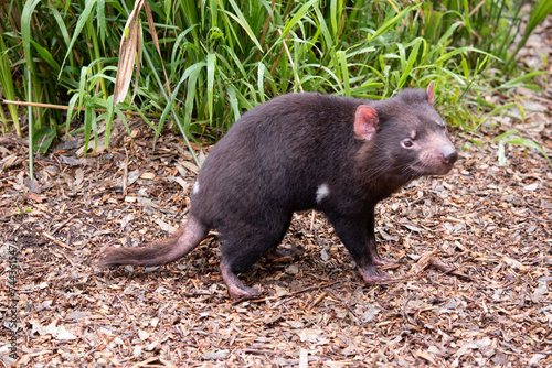 Tasmanian Devils are the size of a small dog. Devils have black fur with a large white stripe across their breast and the odd line on their back.. © susan flashman
