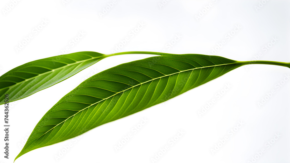 close-up-of-leaves-isolated-against-a-stark-white-background-embodying-the-essence-of-nature-in-a close-up-of-leaves-isolated-against-a-stark-white-background-embodying-the-essence-of-nature-in-a