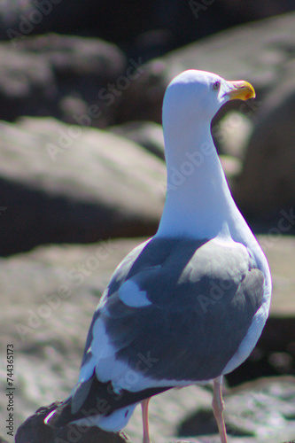seagull on the beach © Arturo