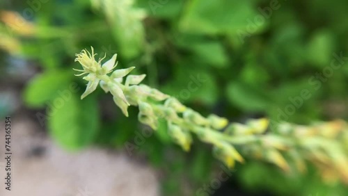 Crotalaria Pallida (smooth crotalaria) in nature. blurry background out of focus photo