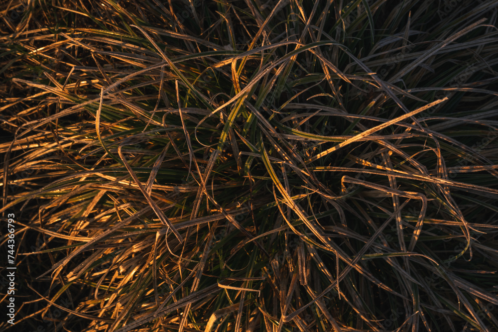 patch of green grass in the morning, golden, yellow light, bush, top down patch of green grass in the morning, golden, yellow light, bush, top down