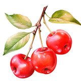 fruit - Delicious. Acerola.,   Acerola  illustration watercolor
