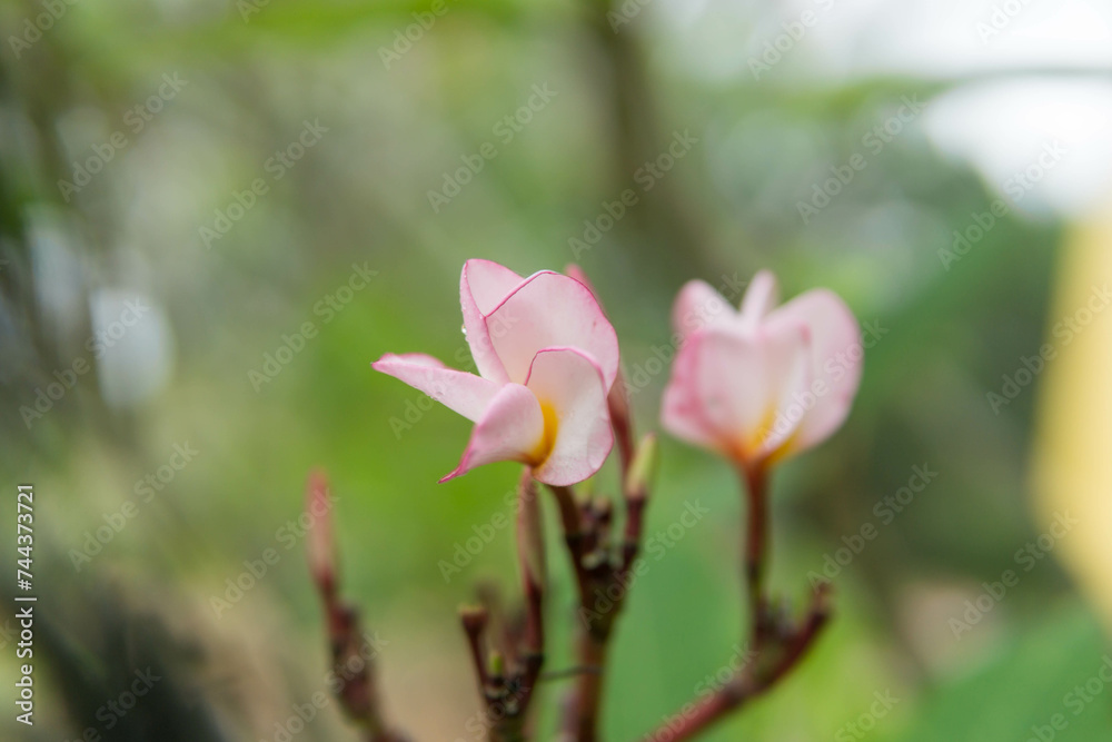 Frangipani or Plumeria flowers blooming in the garden Frangipani or Plumeria flowers blooming in the garden