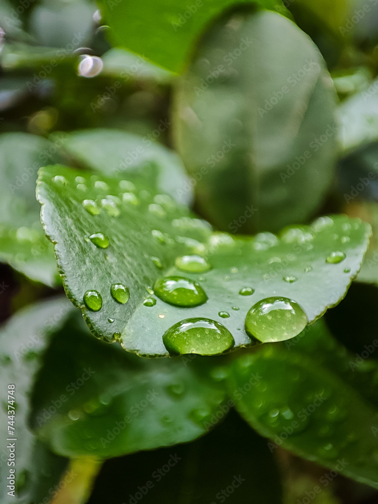 Morning Dew on Green Leaves