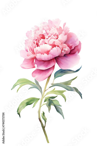 Vintage Illustration of Blooming Pink Peonies