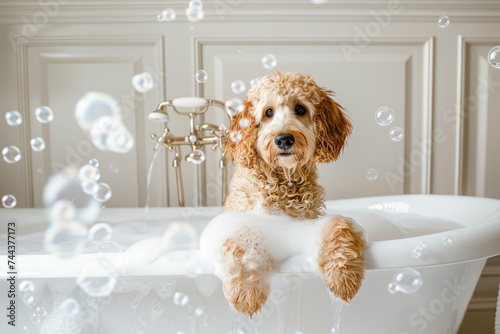 light goldendoodle in white luxury bathtub