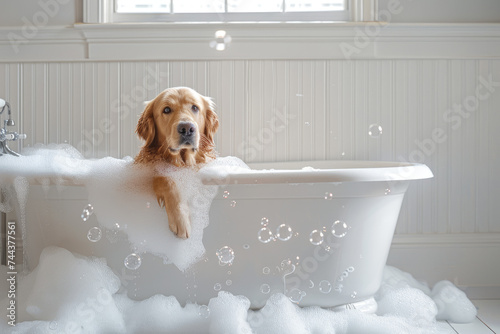 Golden Retriever in white luxury bathtub