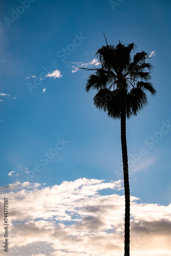 palm tree in silhouette with a cloudy sky background