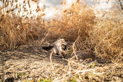 Long Haired Siamese Cat Exploring Long Grass On Beach Lake Utah