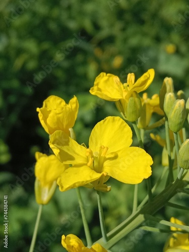 Flower of the Brassica campestris or flower of the field mustard or turnip mustard flower