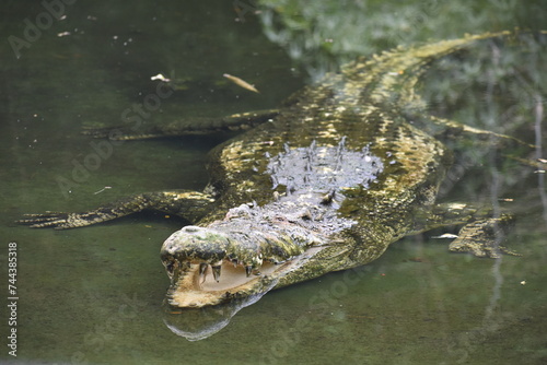 Принти на полотні crocodile in the water, the silent killer