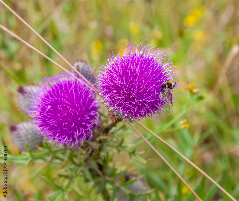 Pink Thistle flower with bumblebee close-up on grass background in summer