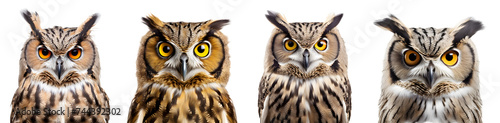 owl isolated on a transparent PNG background, white background , Generative Ai