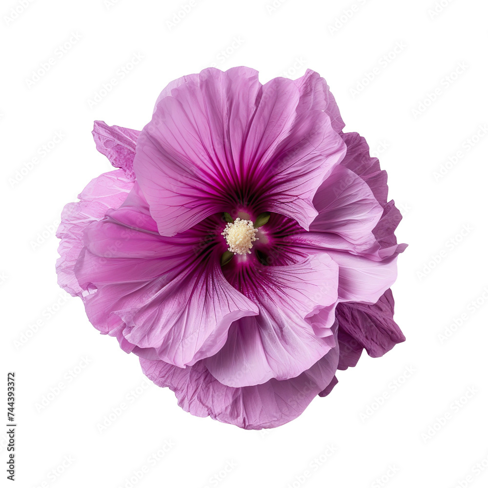 top view of a single hollyhock flower isolated on a white transparent background