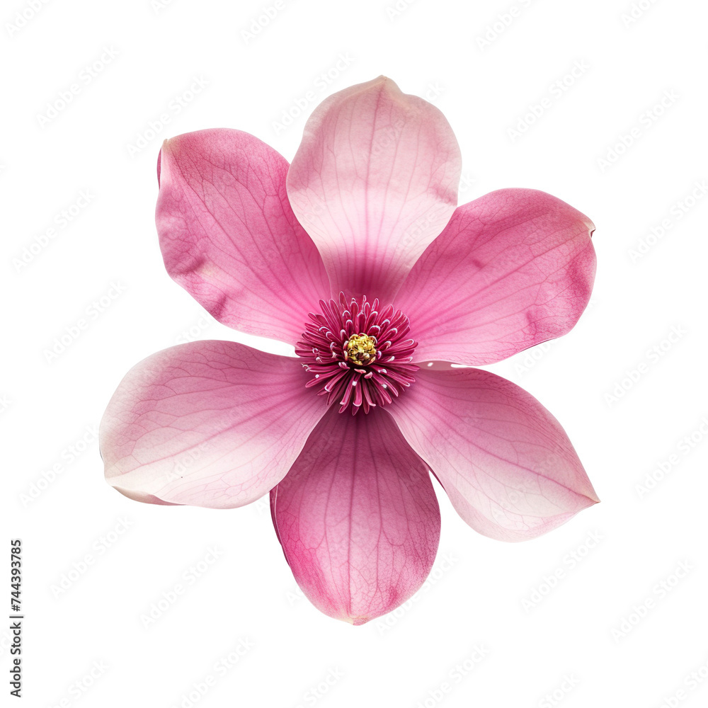 top view of a single magnolia flower isolated on a white background top view of a single magnolia flower isolated on a white background