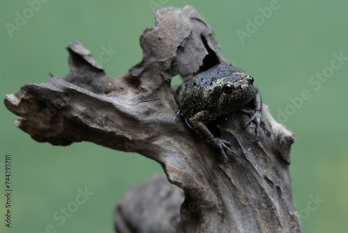 An adult Muller s narrow mouth frog is resting on a dry tree branch. This amphibian has the scientific name Kaloula baleata.