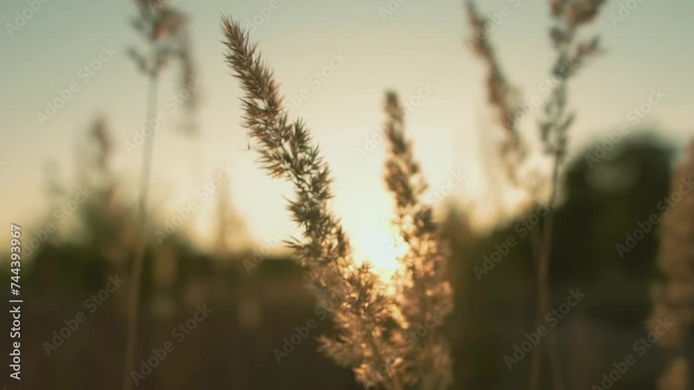 Beautiful spring tall grass flower swaying by blowing wind outdoors. Silver or gold reed grass growing on shores of river, pond or lake. Against sun Beautiful spring tall grass flower swaying by blowing wind outdoors. Silver or gold reed grass growing on shores of river, pond or lake. Against sun