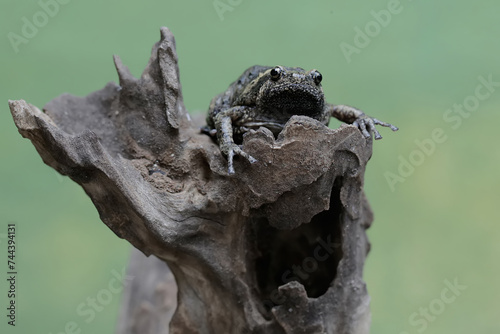An adult Muller s narrow mouth frog is resting on a dry tree branch. This amphibian has the scientific name Kaloula baleata.