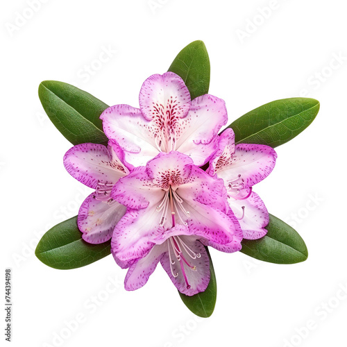 top view of a single rhododendron flower isolated on a white background photo