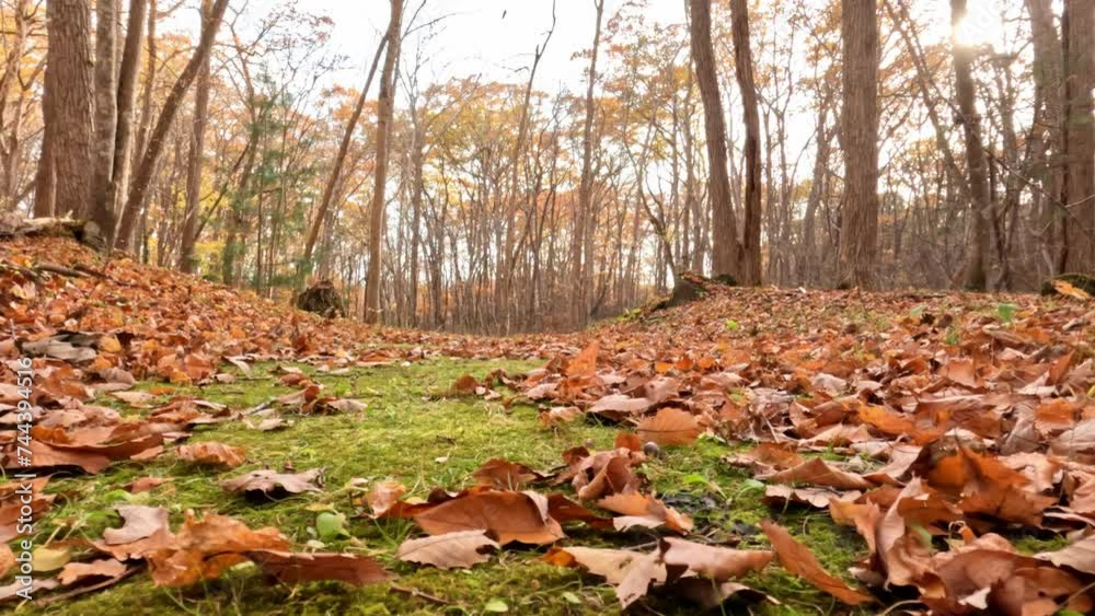 Wind blowing leaves across green moss path in autumn woodland landscape Wind blowing leaves across green moss path in autumn woodland landscape