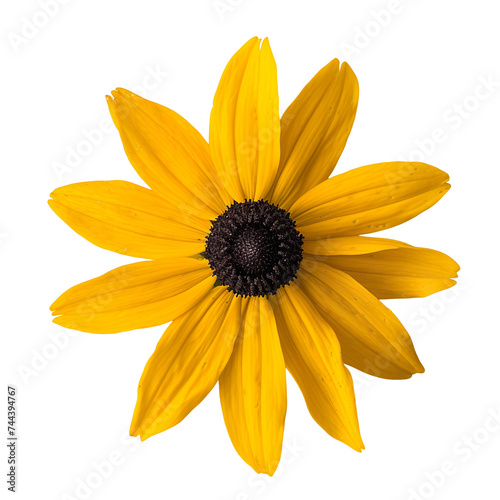 top view of a single black-eyed Susan flower isolated on a white background