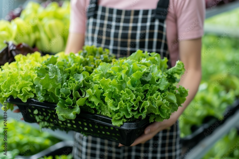 Organic salad. Background with selective focus and copy space Organic salad. Background with selective focus and copy space