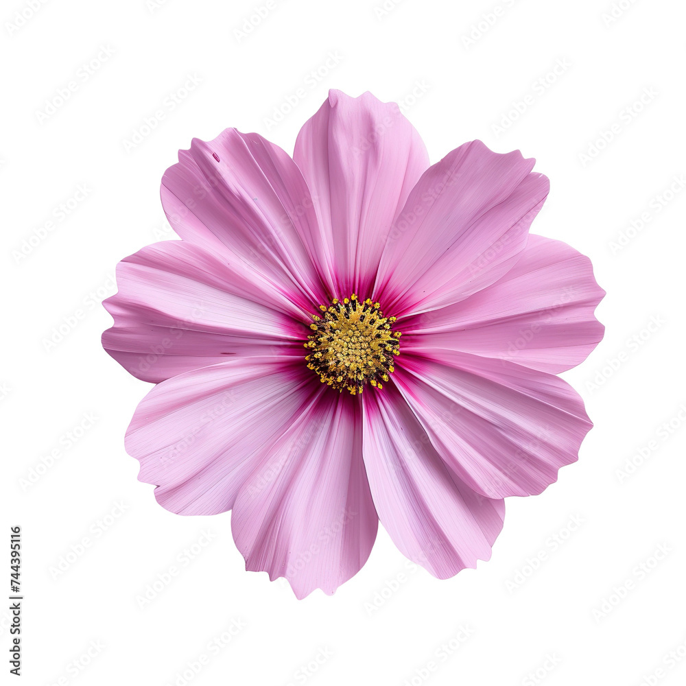 top view of a single cosmos flower isolated on a white background
