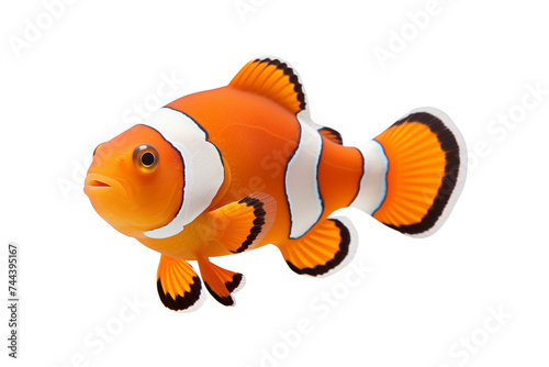 Clown fish isolated on transparent or white background, png