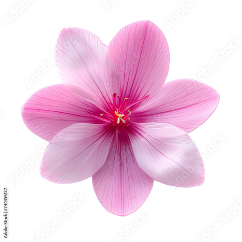 top view of a single cyclamen flower isolated on a white background photo