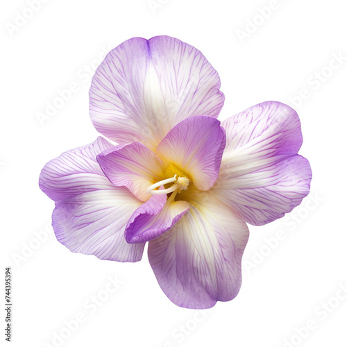 top view of a single freesia flower isolated on a white background photo