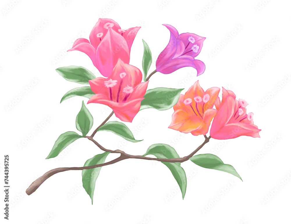 Bougainvillea flower painting illustration Bougainvillea flower painting illustration