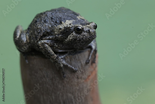 An adult Muller's narrow mouth frog is resting on a dry tree branch. This amphibian has the scientific name Kaloula baleata. photo