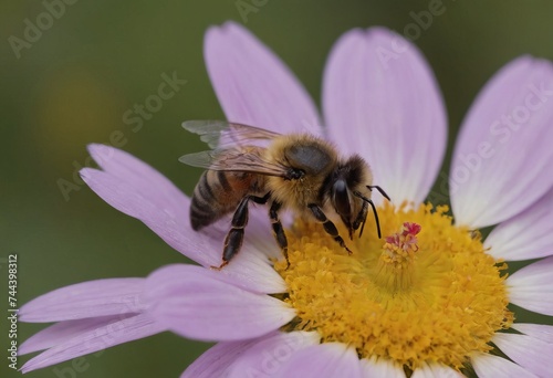 Wasp on a flower. Macro photo. Wasp close-up. Chamomile. White petals texture. Yellow pistil and stamens. Drawing on the body of a wasp. The wasp pollinates the flower. Background - chamomile.