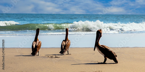 Pelikane am Strand von La Bocana in Mexico photo