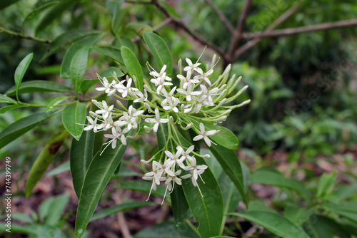 Cluster of white flowers on a Butterfly Bush (Pavetta australiensis) plant in a garden