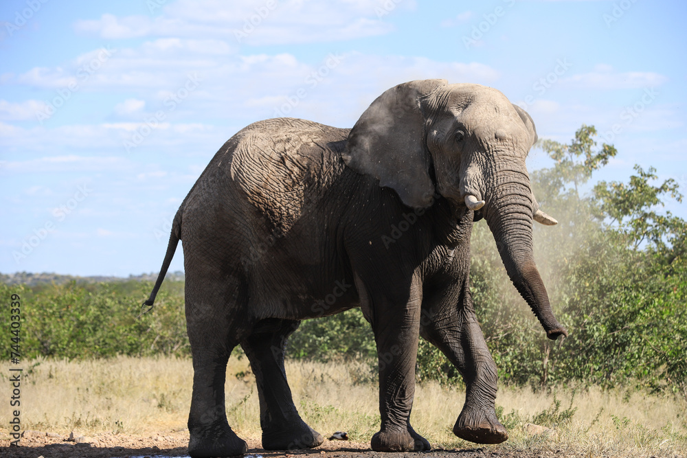 Fototapeta premium a single african elephant at a waterhole in Etosha NP