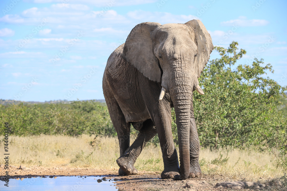 Fototapeta premium a single african elephant at a waterhole in Etosha NP