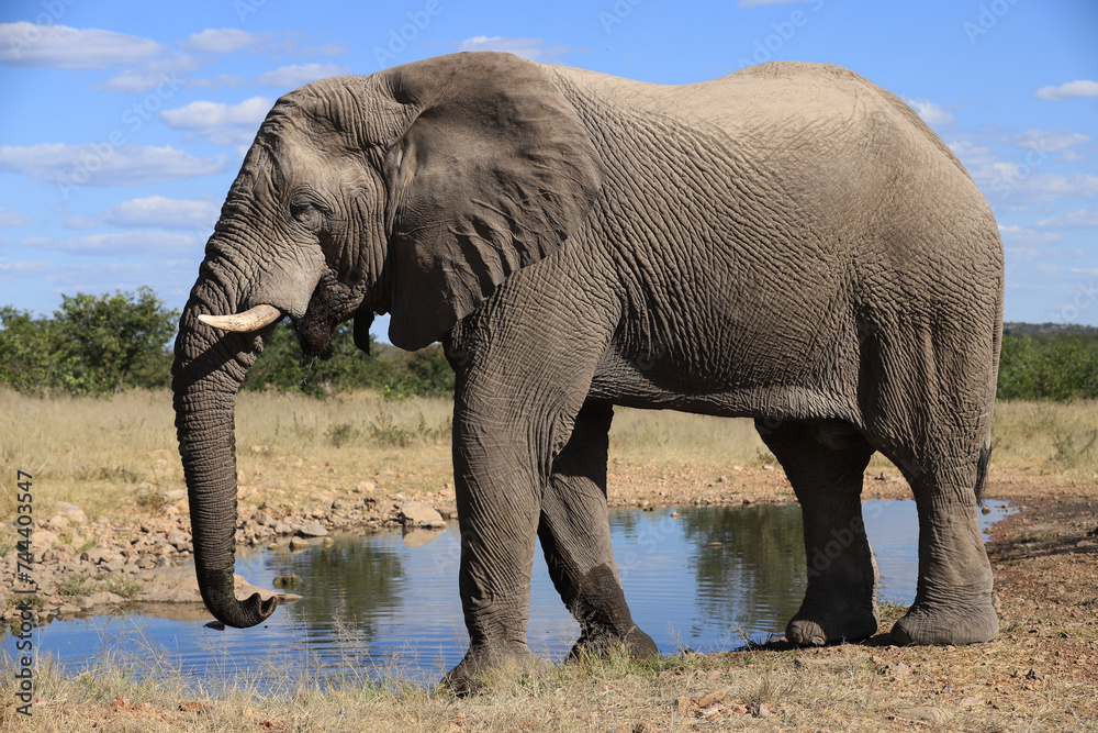 Obraz premium a single african elephant at a waterhole in Etosha NP